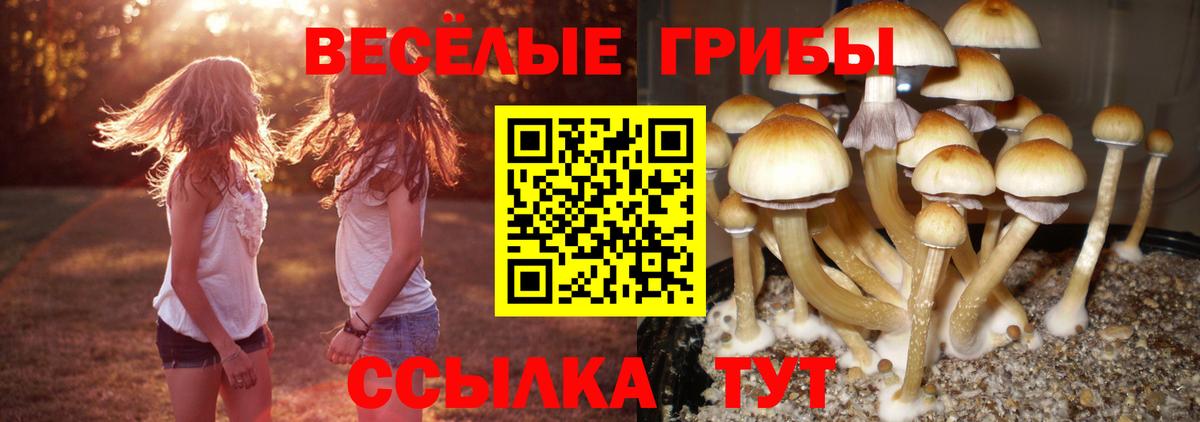 Городец  Галлюциногенные грибы прущие грибы  где продают   Вход с VPN  Галлюциногенные грибы прущие грибы 